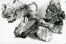 Lyophyllum semitale image