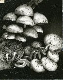 Pholiota adiposa image