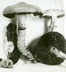 Stropharia hornemannii image