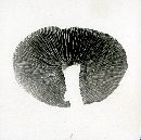 Stropharia johnsoniana image