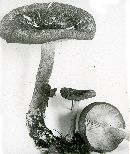 Tricholomopsis rutilans image