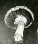 Pholiota johnsoniana image