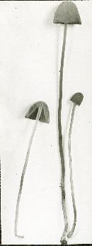 Conocybe tenera image