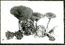 Pseudoclitocybe cyathiformis image