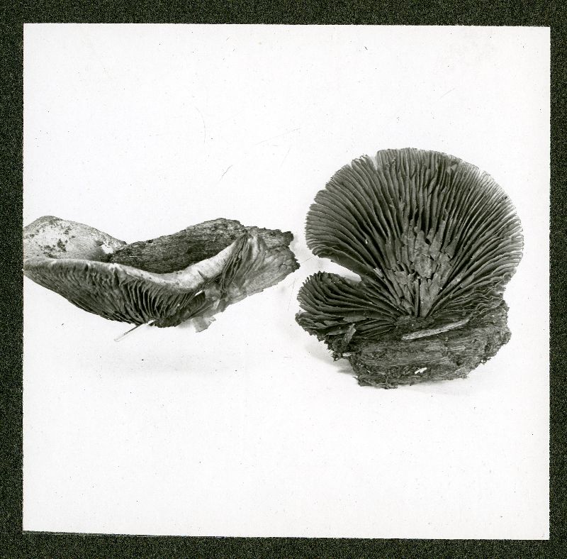 Crepidotus globiger image