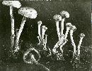 Hypholoma capnoides image