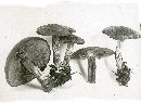 Inocybe dulcamara image