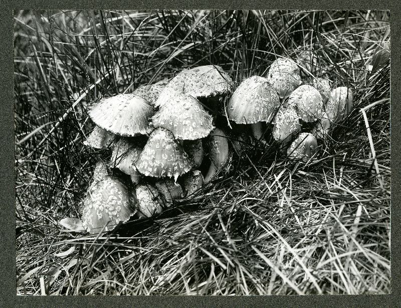 Coprinus ebulbosus image