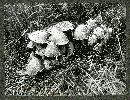 Coprinus ebulbosus image