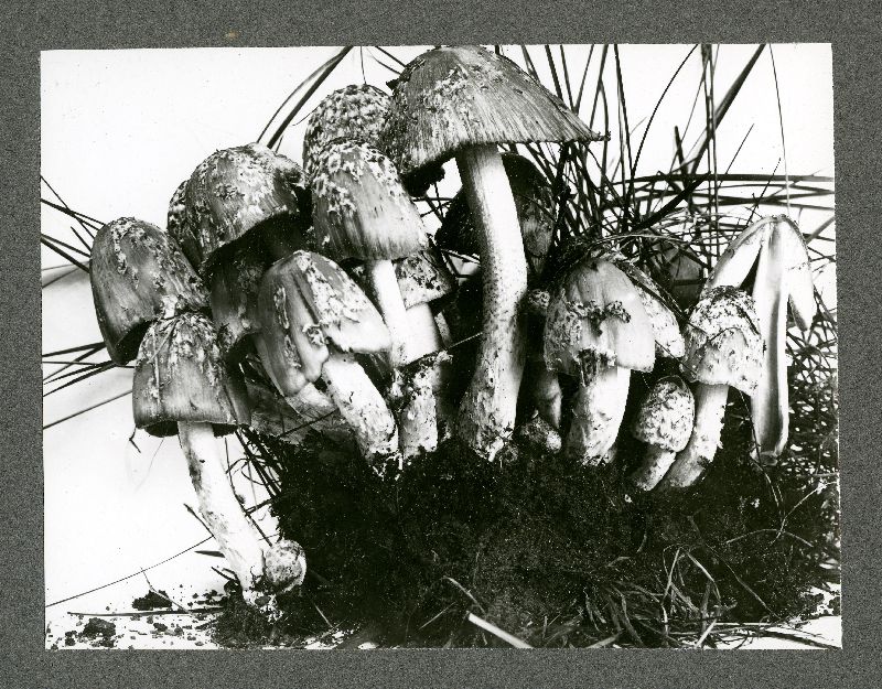 Coprinus ebulbosus image