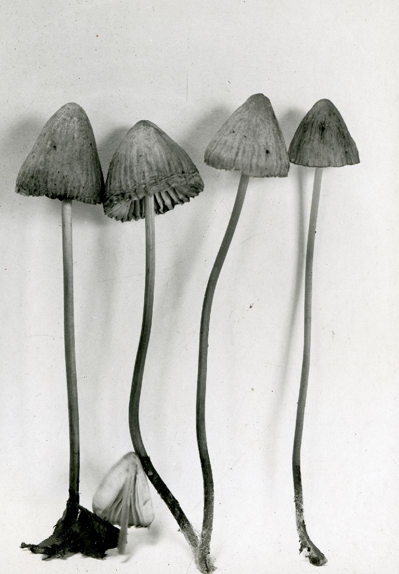 Mycena sudora image