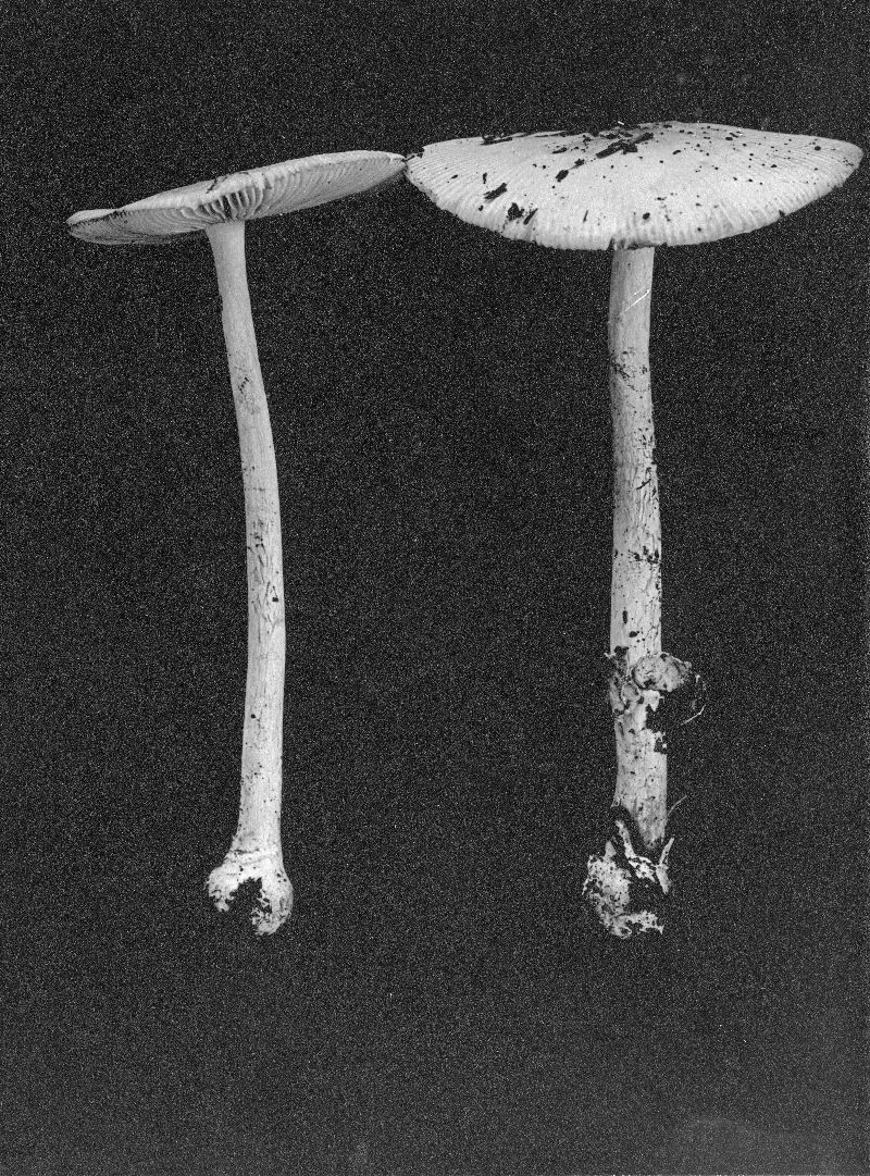 Amanitopsis spadicea image