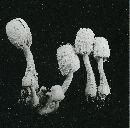 Leucocoprinus cepistipes image