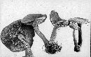 Ganoderma lucidum image