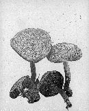 Boletus chrysenteron image