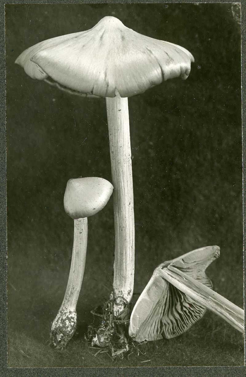 Entoloma elaphinum image