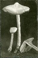 Entoloma elaphinum image