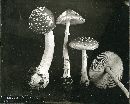 Amanita frostiana image