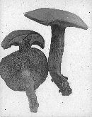 Retiboletus griseus image