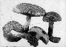 Boletus calopus image