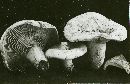 Lactarius vellereus image