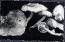 Hygrophorus laurae image