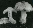 Tricholoma resplendens image