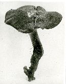 Polyporus radicatus image