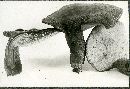 Fistulina hepatica image
