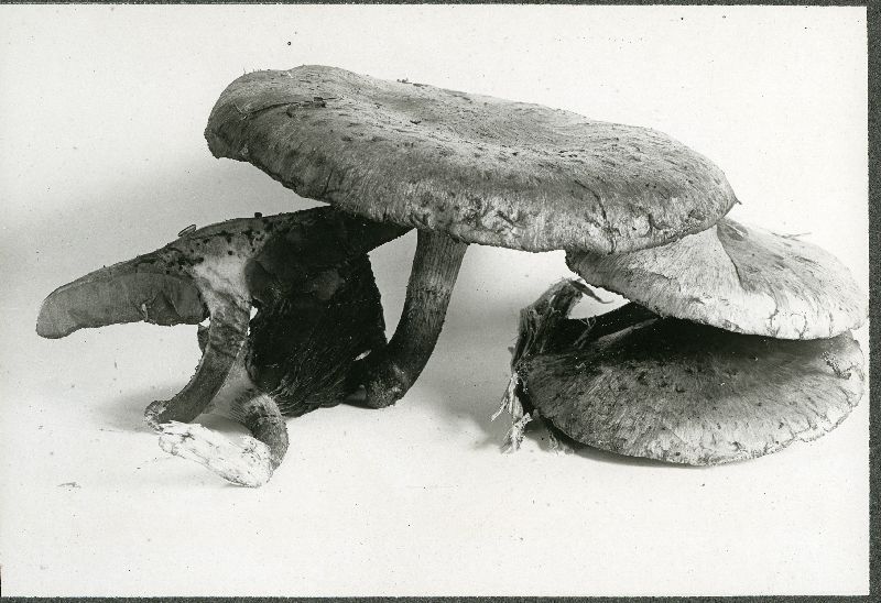 Pholiota ochrochlora image