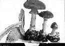 Amanita tomentella image