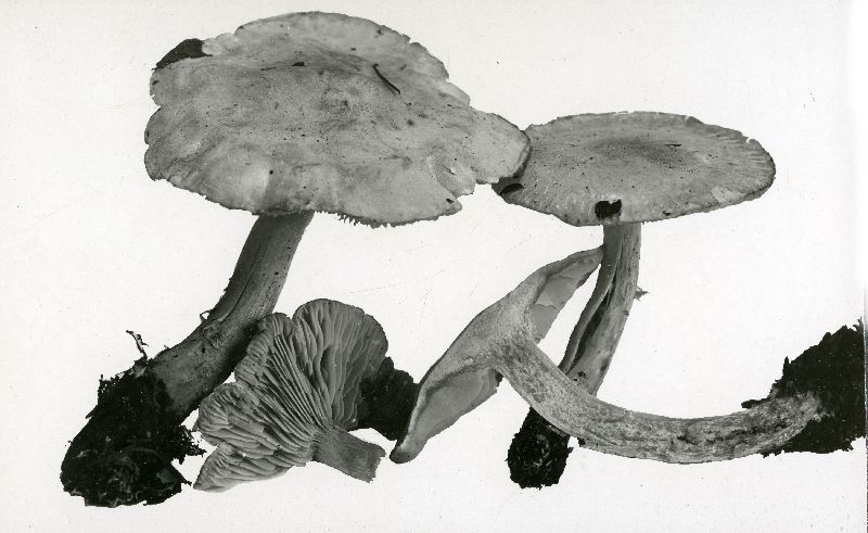 Tricholoma laterarium image