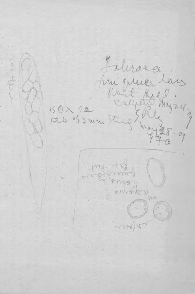 Mutatoderma mutatum image