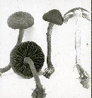 Inocybe lanuginosa image