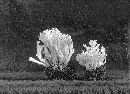 Clavaria affinis image