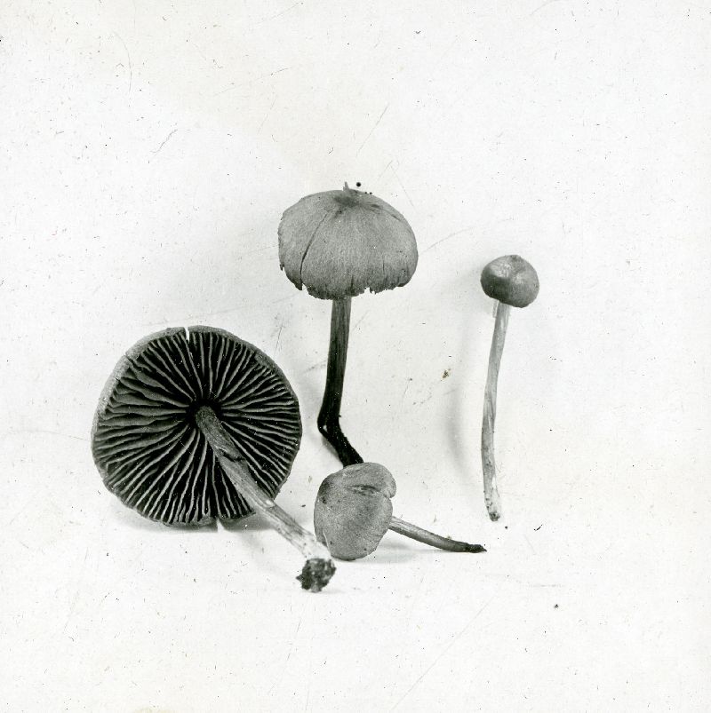 Clitopilus woodianus image