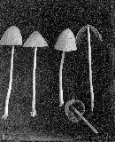 Conocybe lateritia image