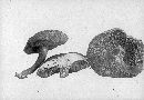 Boletus chrysenteron image