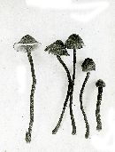 Marasmius resinosus image