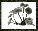 Rhodocollybia butyracea image