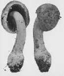 Amanitopsis albocreata image