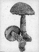 Leccinum versipelle image