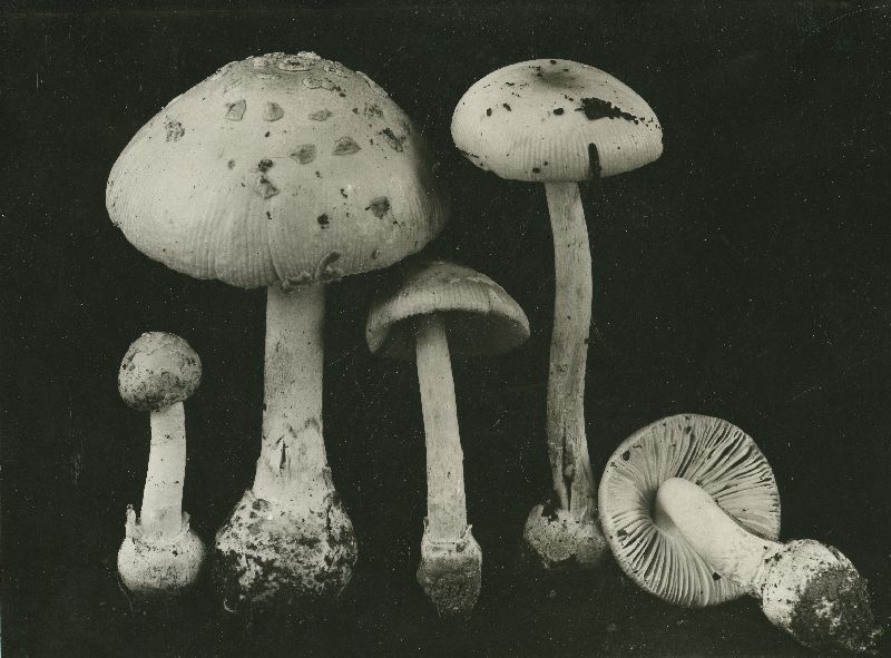 Amanitopsis albocreata image