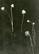 Hemimycena delectabilis image