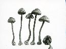 Inocybe calospora image