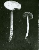 Volvariella hypopithys image