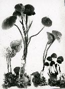 Marasmius glabellus image