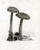 Mycena pelianthina image