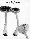 Amanita frostiana image