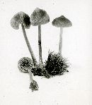 Entoloma mammosum image